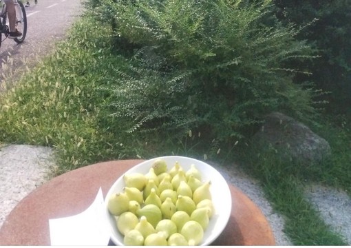 Il cesto di fichi a disposizione dei passanti sulla pista ciclopedonale sul lago di Varese a Voltorre