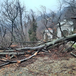 L'albero crollato lungo la via Sacra (foto dalla pagina Facebook Sacro Monte e Campo dei Fiori)