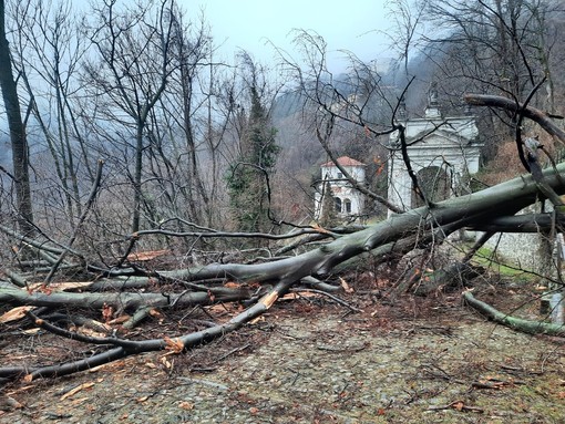 L'albero crollato lungo la via Sacra (foto dalla pagina Facebook Sacro Monte e Campo dei Fiori)