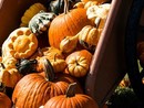 Non è vero autunno senza la popolarissima &quot;Sagra della Zucca&quot; di Agra