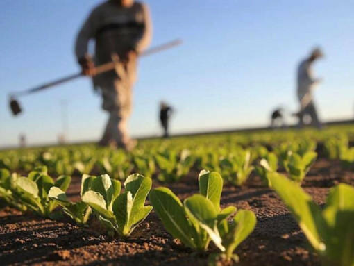 Agricoltura, rinnovato il contratto provinciale per Varese: aumenti del 6%