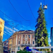 VIDEO. Allestito l'albero di piazza Monte Grappa: il Natale varesino inizia qui