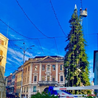 VIDEO. Allestito l'albero di piazza Monte Grappa: il Natale varesino inizia qui