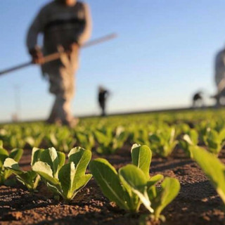 Agricoltura, rinnovato il contratto provinciale per Varese: aumenti del 6%