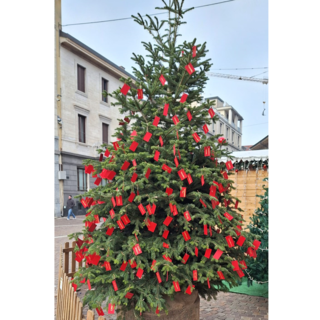 Borse di studio e Albero dei nuovi nati: Gallarate celebra giovani e famiglie