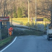 Albero abbattuto dal vento in località Bevera, tra i Comuni di Arcisate e Viggiù