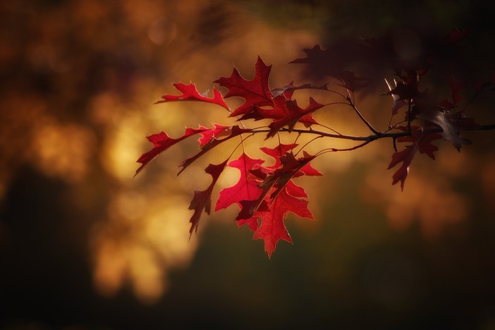 Nulla di nuovo sotto il sole d'autunno: bel tempo e temperature miti in giornata