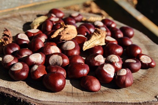 L’autunno chiama le caldarroste: un mese pieno di castagnate a Viggiù