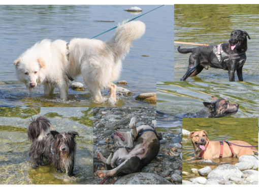 È Ferragosto anche per i cagnolini del canile. In gita al Ticino