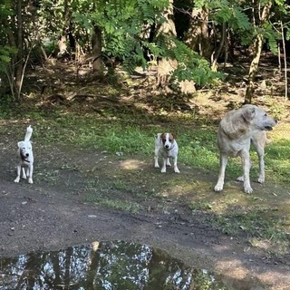 Cani liberi al Parco Alto Milanese. «Un problema di sicurezza per tutti. Non aspettate a segnalare»
