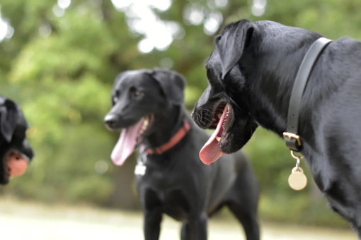 Zuffa tra due cani a Bisuschio: uno dei padroni finisce al Pronto Soccorso