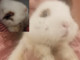VIDEO. Coniglio recuperato in gravi condizioni: «Abbandonarlo così è disumano. Queste cose non devono più accadere»