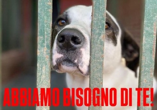 “Una zampa per sempre” cerca aiuto per i suoi amici pelosi