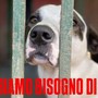 “Una zampa per sempre” cerca aiuto per i suoi amici pelosi