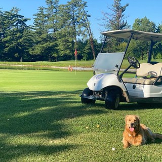 Giocare a golf con il proprio cane in provincia di Varese: possibile o impossibile?
