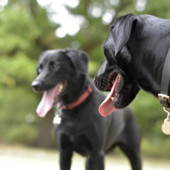 Zuffa tra due cani a Bisuschio: uno dei padroni finisce al Pronto Soccorso