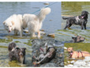 È Ferragosto anche per i cagnolini del canile. In gita al Ticino