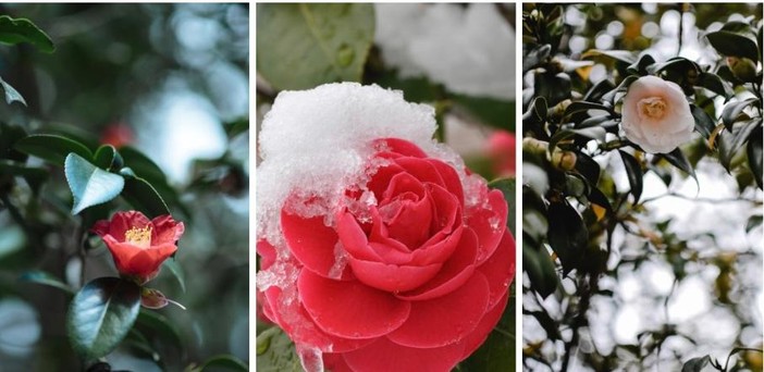 Camelia, la bellezza silenziosa dei giardini prealpini