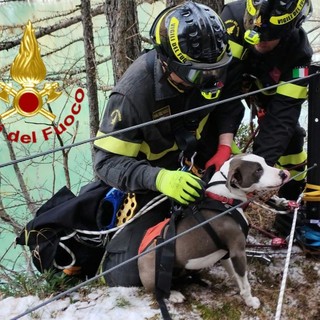 Cade nel lago e non riesce a risalire il sentiero, cane di 8 mesi salvato dai vigili del fuoco