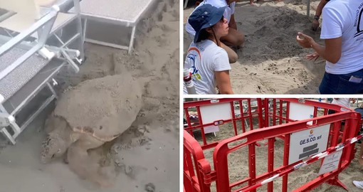 VIDEO. Una splendida tartaruga Caretta Caretta sceglie la sabbia di Alassio per salvarsi e nidificare