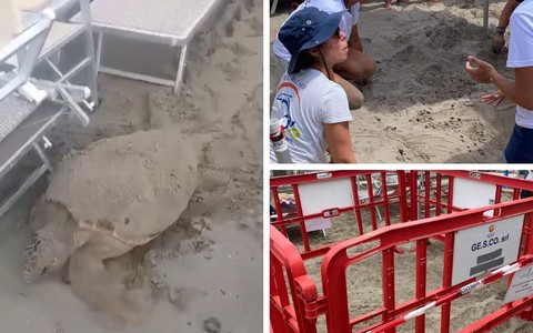 VIDEO. Una splendida tartaruga Caretta Caretta sceglie la sabbia di Alassio per salvarsi e nidificare