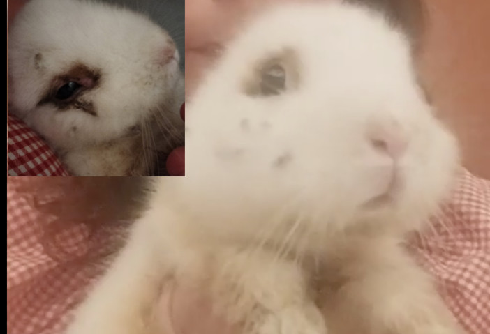 VIDEO. Coniglio recuperato in gravi condizioni: «Abbandonarlo così è disumano. Queste cose non devono più accadere»