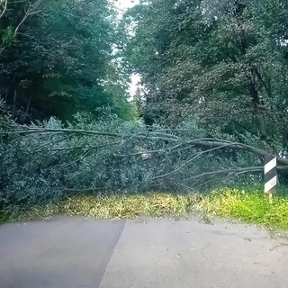 La pianta caduta nel capoluogo sulla strada che dal rione di Capolago porta a Buguggiate: la foto è di questa mattina