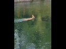 VIDEO - Un cerbiatto scivola nella diga del Panperduto e si salva nuotando fino a riva