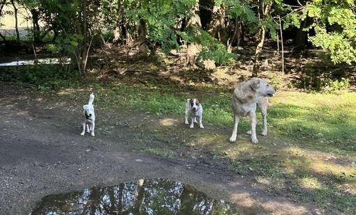 Cani liberi al Parco Alto Milanese. «Un problema di sicurezza per tutti. Non aspettate a segnalare»