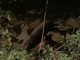 VIDEO. Un branco di cinghiali sotto la terrazza del Mosè al Sacro Monte tra lo stupore dei visitatori