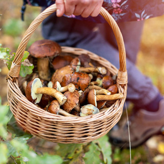 Agosto, tempo di funghi: i consigli dell'esperto per la caccia al porcino nell'alto Varesotto