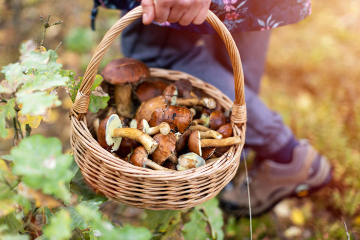 Agosto, tempo di funghi: i consigli dell'esperto per la caccia al porcino nell'alto Varesotto