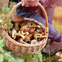 Agosto, tempo di funghi: i consigli dell'esperto per la caccia al porcino nell'alto Varesotto