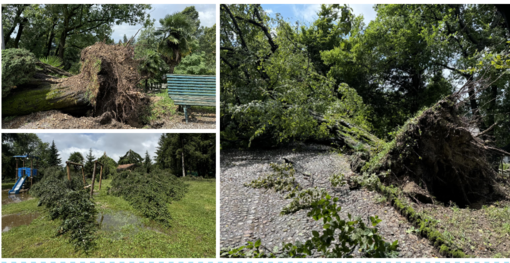 Gli alberi sradicati sulla sommità dei Giardini Estensi nelle foto scattate e gentilmente concesse a VareseNoi da Gianluca Bertoni