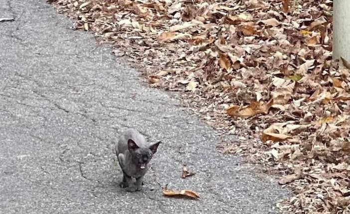 Gatti Sphynx abbandonati tra Cremenaga e Cadegliano