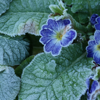 Gennaio in natura: i giardini e i paesaggi delle Prealpi Varesine tra gelo e rinascita