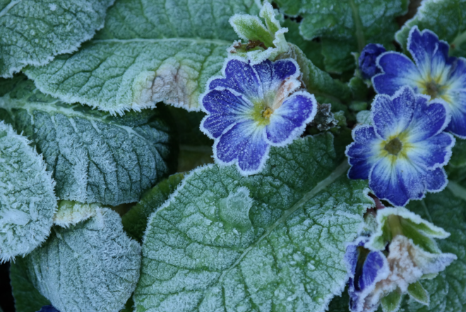 Gennaio in natura: i giardini e i paesaggi delle Prealpi Varesine tra gelo e rinascita