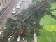 L'albero caduto su un'auto in Corso Italia a Legnano