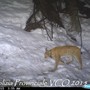 VIDEO. E' tornata la lince sui monti della val d'Ossola: un filmato &quot;cattura&quot; lo splendido felino