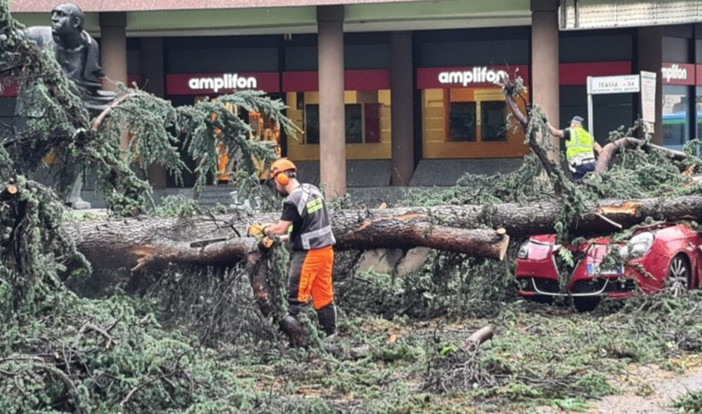 Foto d'archivio dell'albero crollato in corso Italia