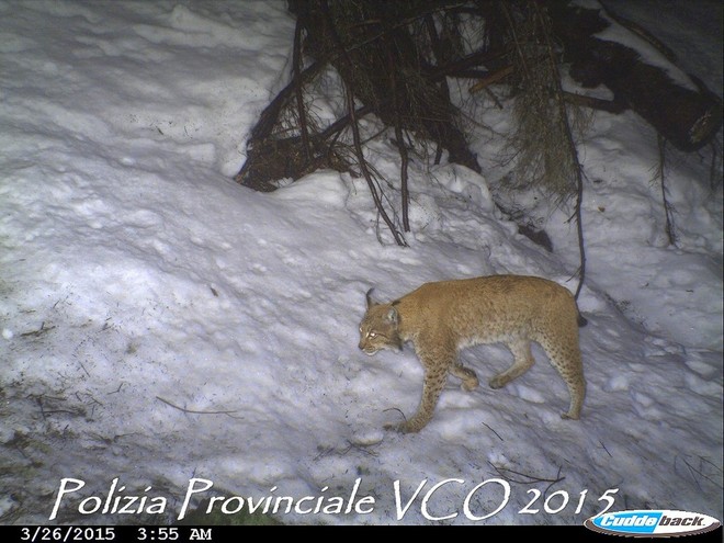 VIDEO. E' tornata la lince sui monti della val d'Ossola: un filmato &quot;cattura&quot; lo splendido felino