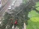L'albero caduto su un'auto in Corso Italia a Legnano