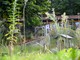 La natura si è ripresa il suo spazio dopo che il minigolf ha perso un &quot;papà&quot;. È allo studio un nuovo bando comunale per trovargliene un altro (foto Alessandro Umberto Galbiati)