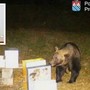 L'orso ripreso a Trontano, nel riquadro Luigi Spadone