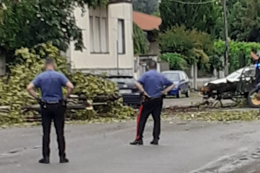 FOTO. A Olgiate crolla un albero in via Roma