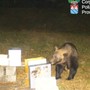 Nei boschi del Vco rispunta l’orso M29: incontro ravvicinato con un uomo