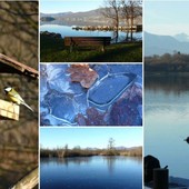 Un Natale immerso nella natura, tra Palude Brabbia, Inarzo e il porticciolo di Cazzago, respirando il profumo del bosco e del lago (foto Mario Chiodetti)