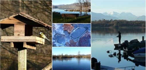 Un Natale immerso nella natura, tra Palude Brabbia, Inarzo e il porticciolo di Cazzago, respirando il profumo del bosco e del lago (foto Mario Chiodetti)