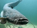 Scoprire o riscoprire le bellezze del lago di Varese, tra arte e cucina con un pranzo a base di pesce siluro