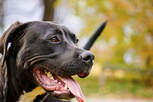 Stordiscono il cane con il sonnifero e si fingono tecnici dell'acquedotto: anziana derubata